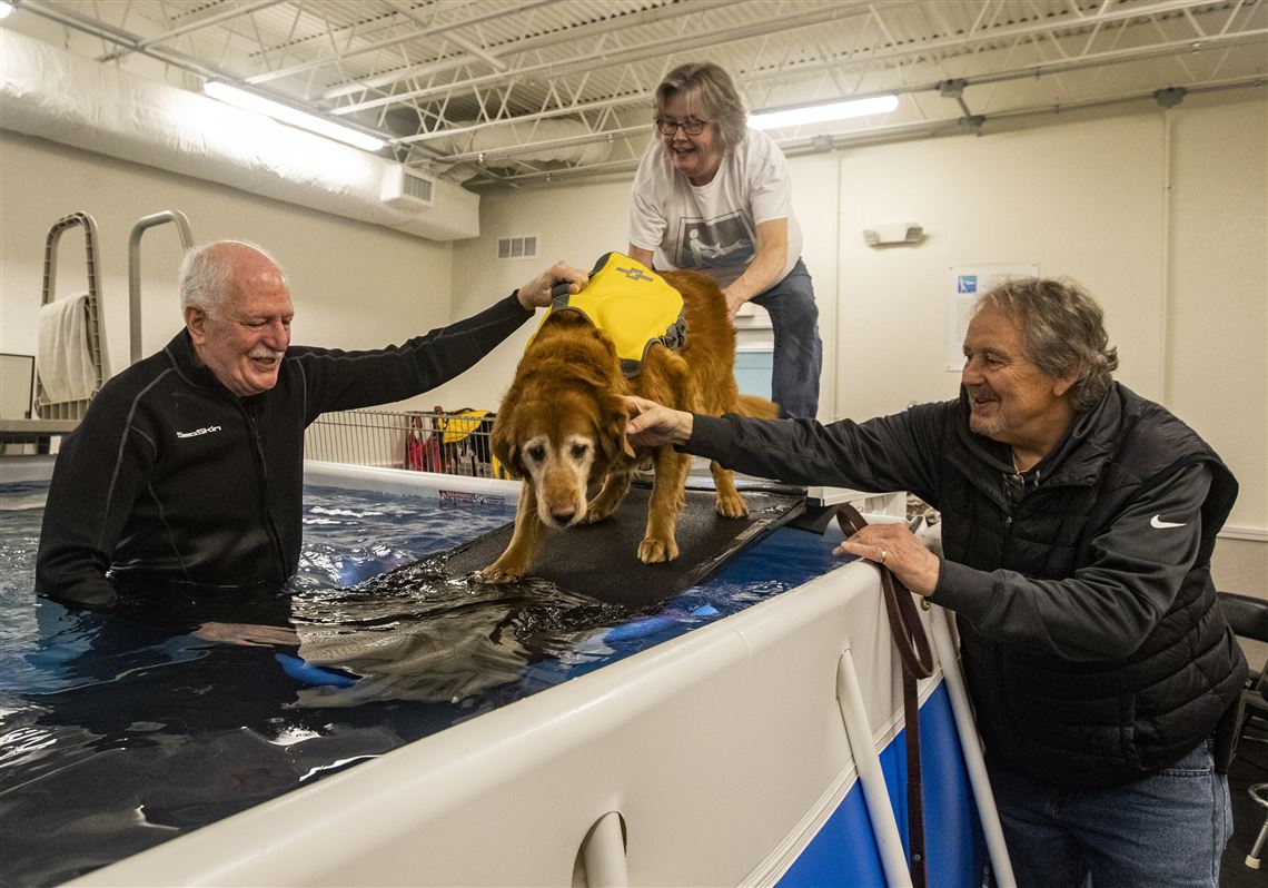 Canine sales water therapy