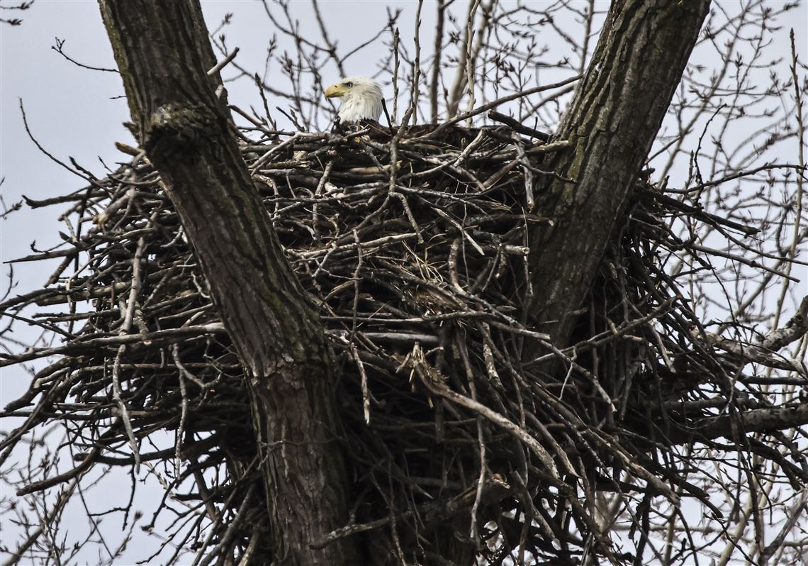 Outdoors: Nest count shows bald eagles continue to thrive