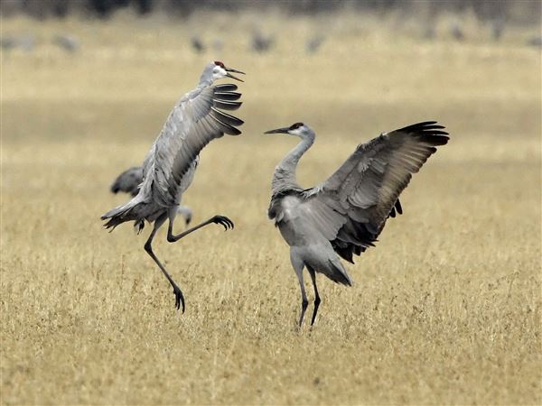 Outdoors: Crane count a veritable song and dance act