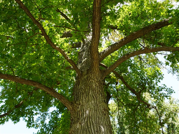 Stone: Singing the praises of trees | The Blade