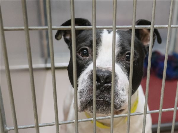 Lucas County holding special dog adoption event at Petco