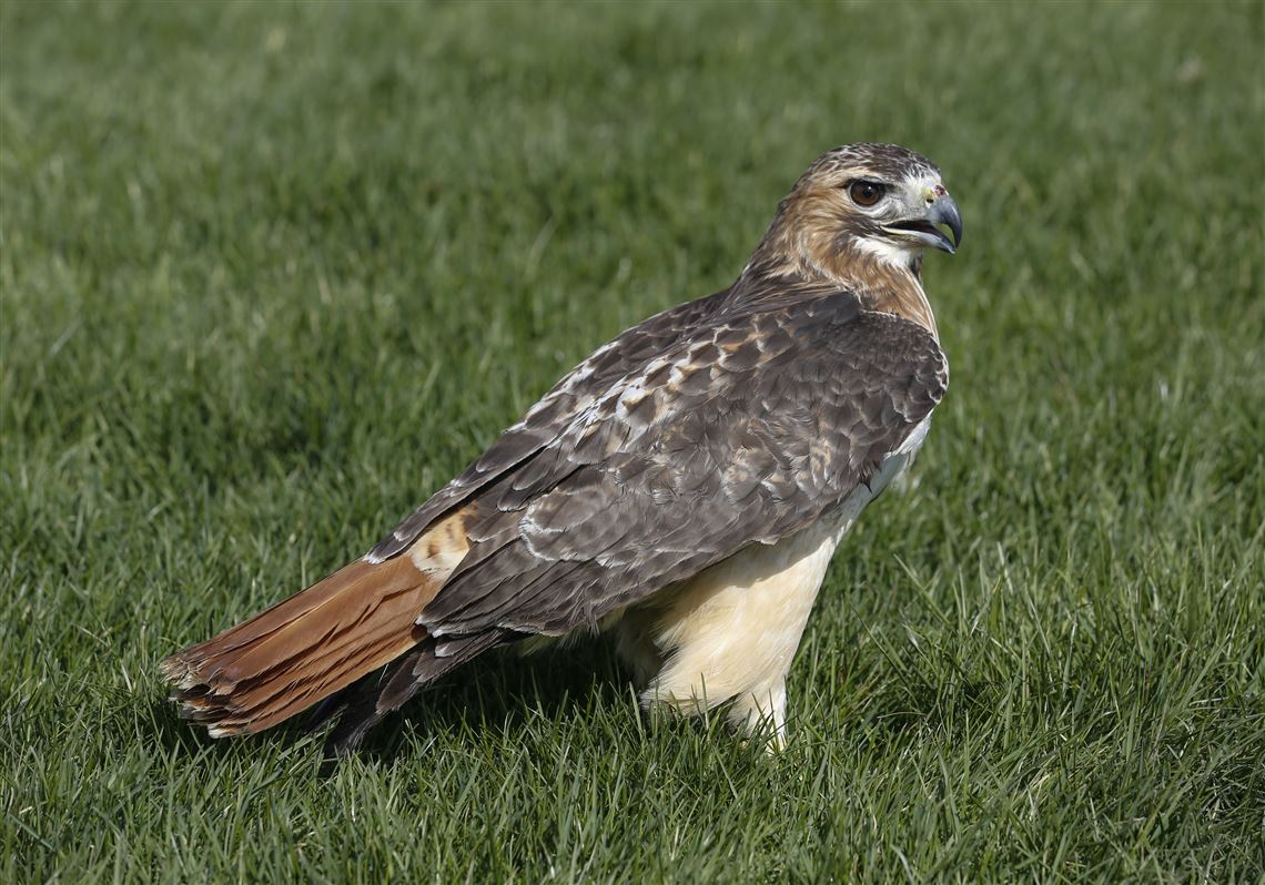 Red-tailed Hawk  The Peregrine Fund