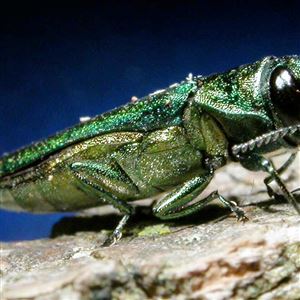 The emerald ash borer, a pest native to Asia, likely got its foothold in the U.S. by hiding in wood packing materials.  (ASSOCIATED PRESS)