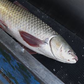 Grass Carp – Invasive Species on the Doorstep of the Great Lakes
