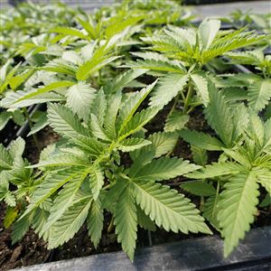 Marijuana plants for the adult recreational market are are seen in a greenhouse at Hepworth Farms in Milton, N.Y., July 15, 2022. 