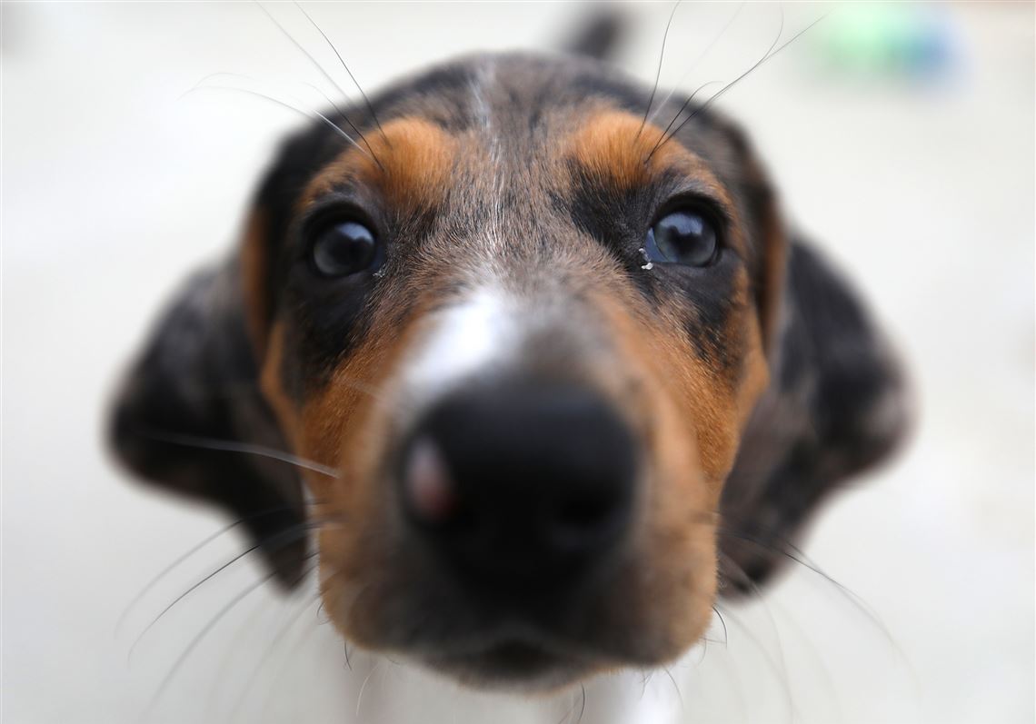 Toledo Humane Society - NEW: Animal Art Drawing Class for kids