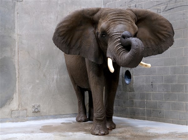 Toledo Zoo's 43-year-old African elephant is pregnant | The Blade