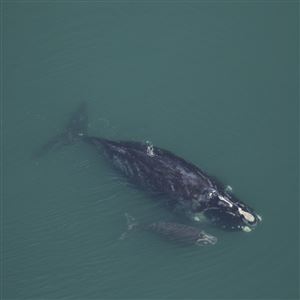 A female North Atlantic right whale escorts her calf northward along the coast of Georgia. North Atlantic right whales use the cooler waters around the Gulf of Maine as a primary feeding site, then migrate to the warmer water along the shoreline of the southeastern U.S. to have their young. (Clearwater Marine Aquarium Research Institute)