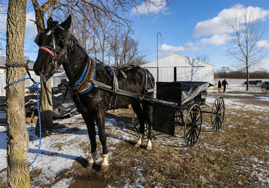 OSU FAN SHOP - Amish Vault