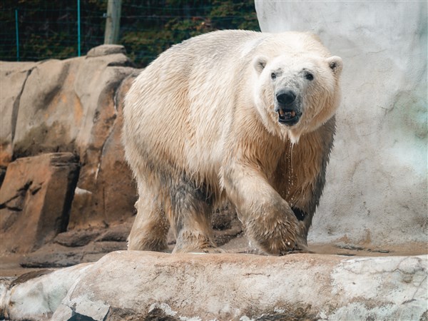 Toledo Zoo says goodbye to polar bear Nuka, who recently sired