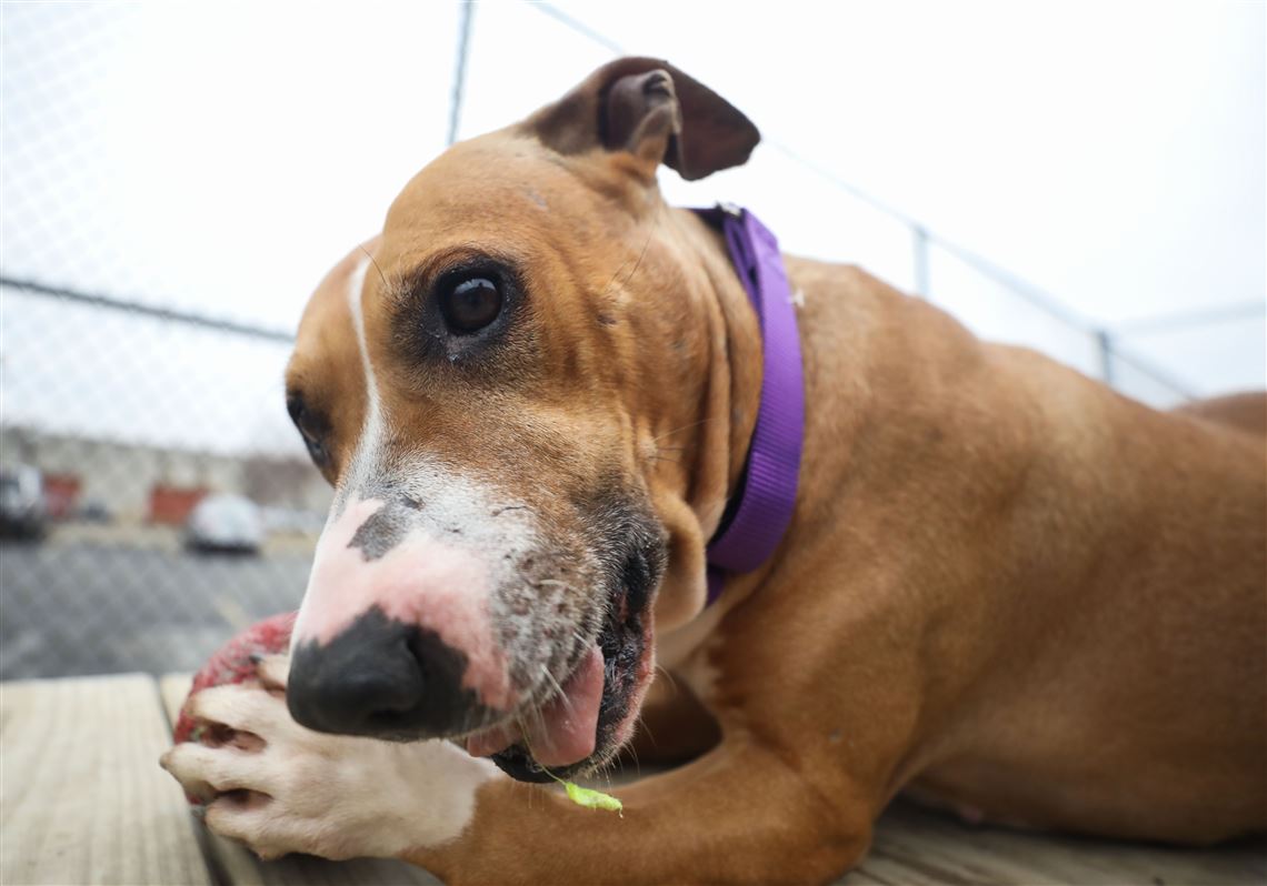 Dog for adoption - HOCUS POCUS, a Pit Bull Terrier in Toledo, OH