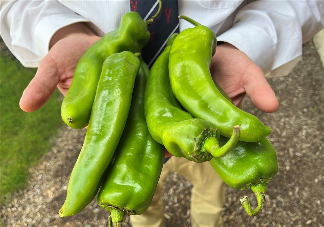 Long Hot Peppers — Melissas Produce