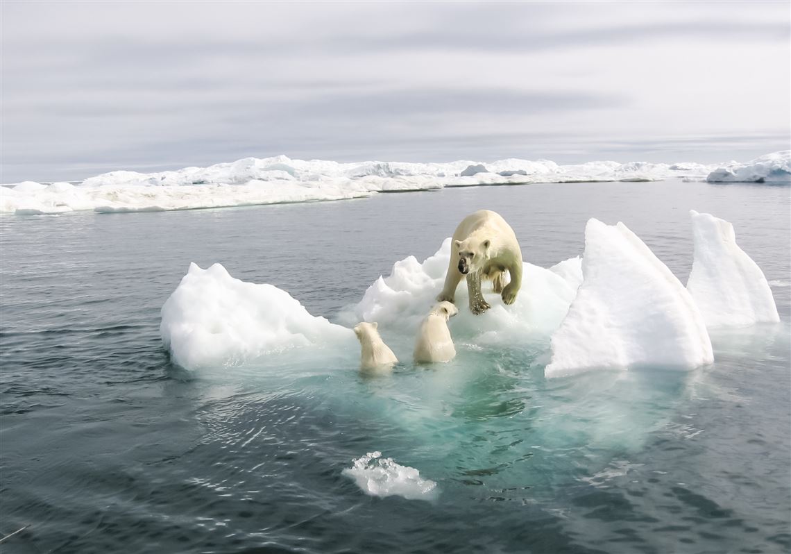 Polar bears and climate change: What does the science say?