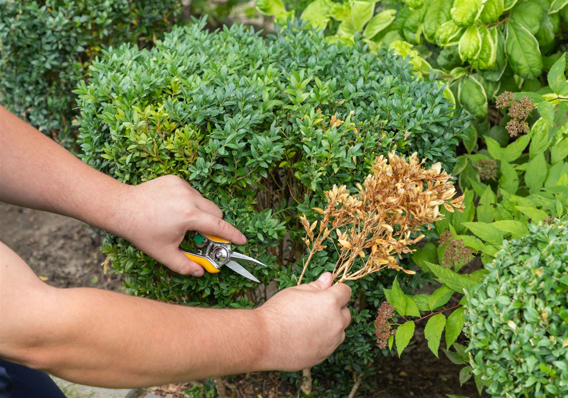 Preserved Boxwood Bulk, Dried Boxwood