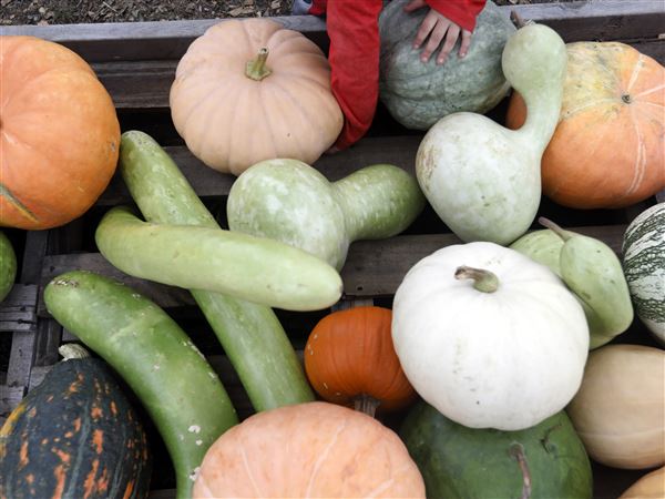 'Great Pumpkin Pitch' to encourage composting