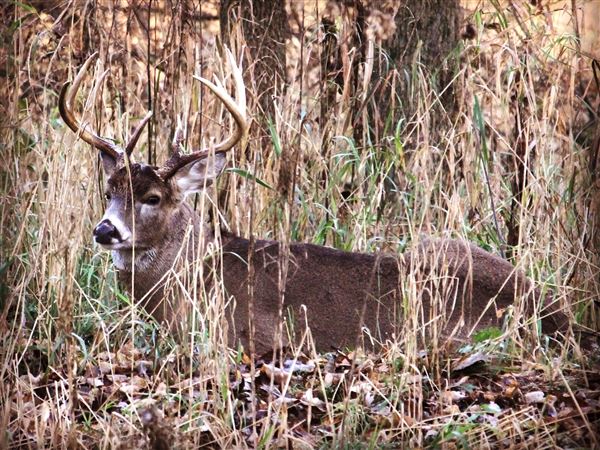 Ohio deer hunters should fare well, weather permitting