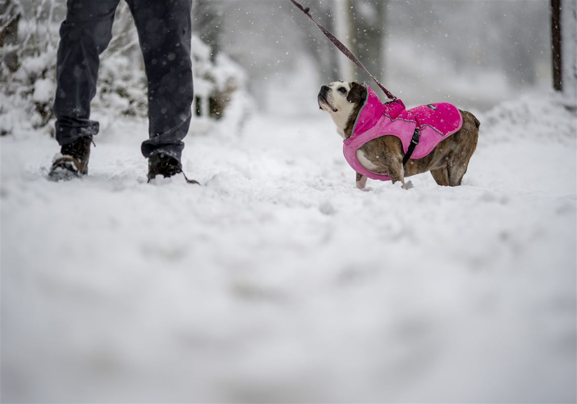 Spring into extra vigilance against fleas, worms