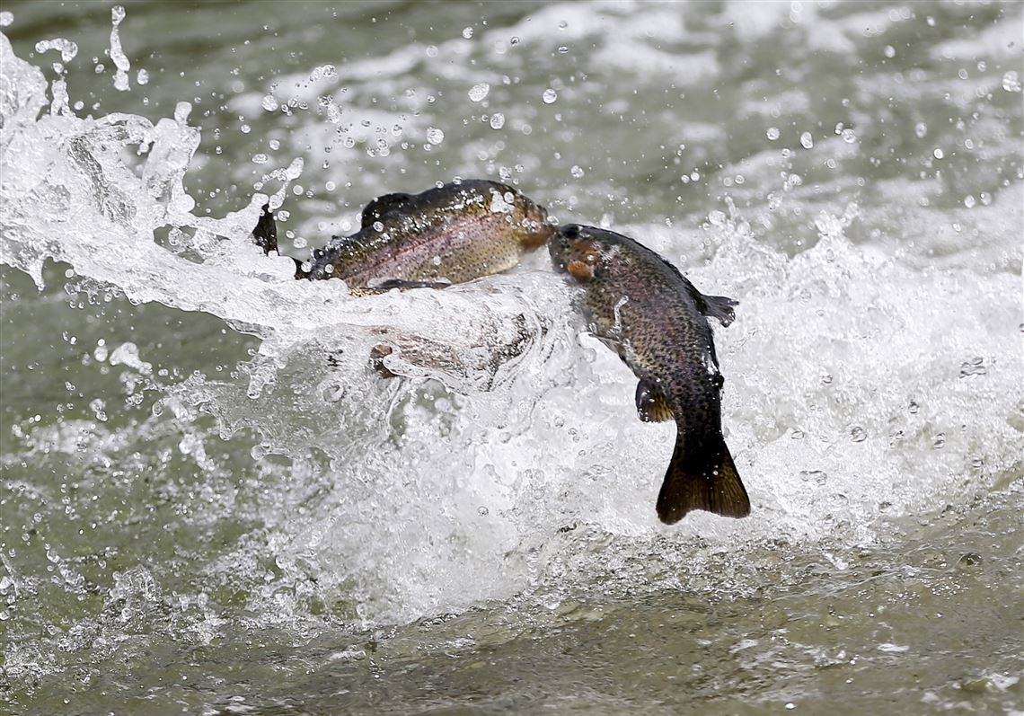 Ohio stocking rainbow trout for 2024, sets free fishing weekend