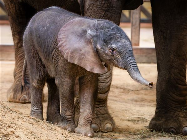It's a boy! Toledo Zoo welcomes elephant calf to herd