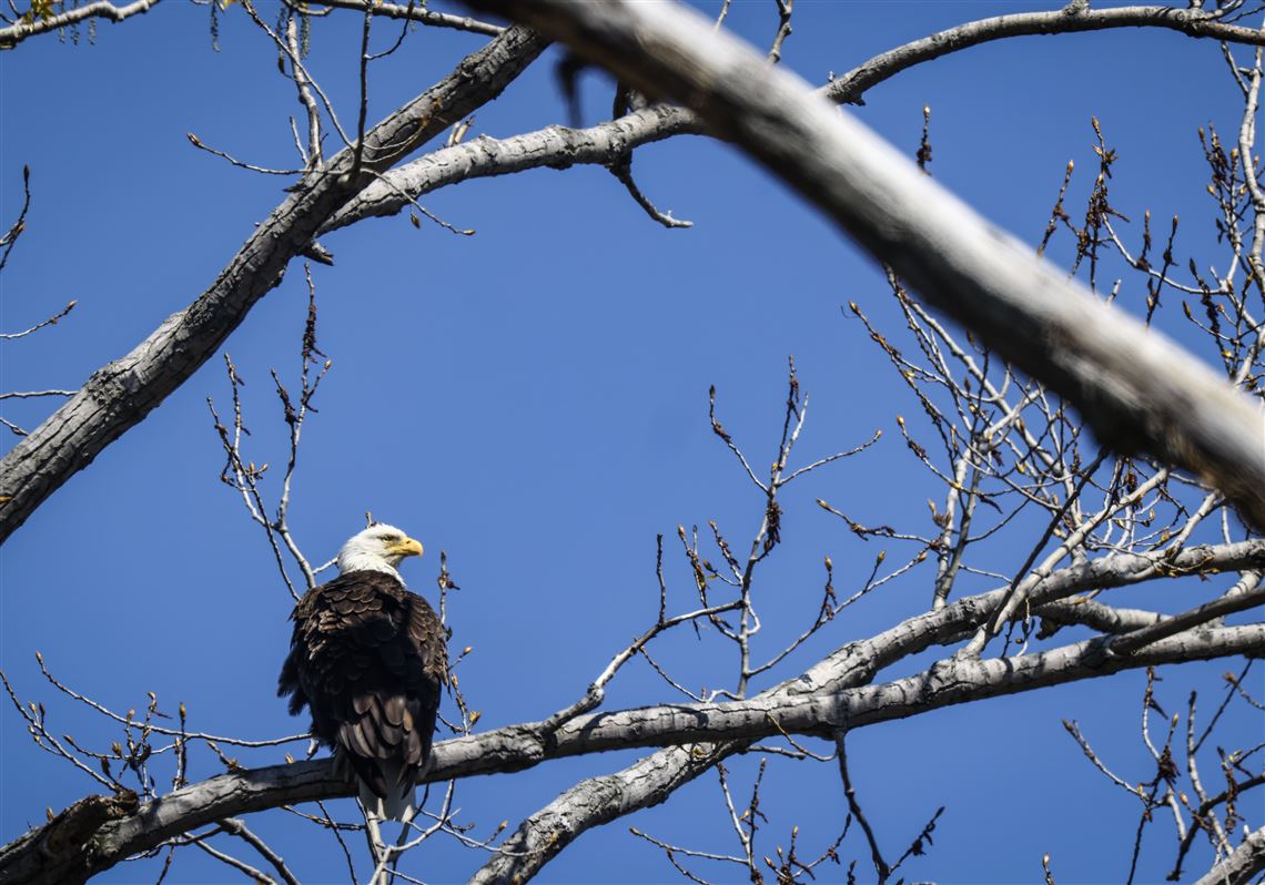 Biggest Week in American Birding: Avian extravaganza returns to northwest  Ohio | The Blade