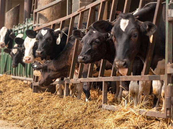 Michigan reports more dairy cow herds infected