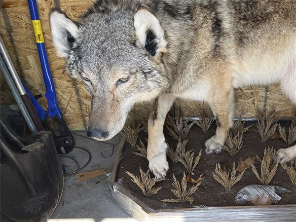 No charges in killing of gray wolf in southern Michigan, experts stumped how it got there