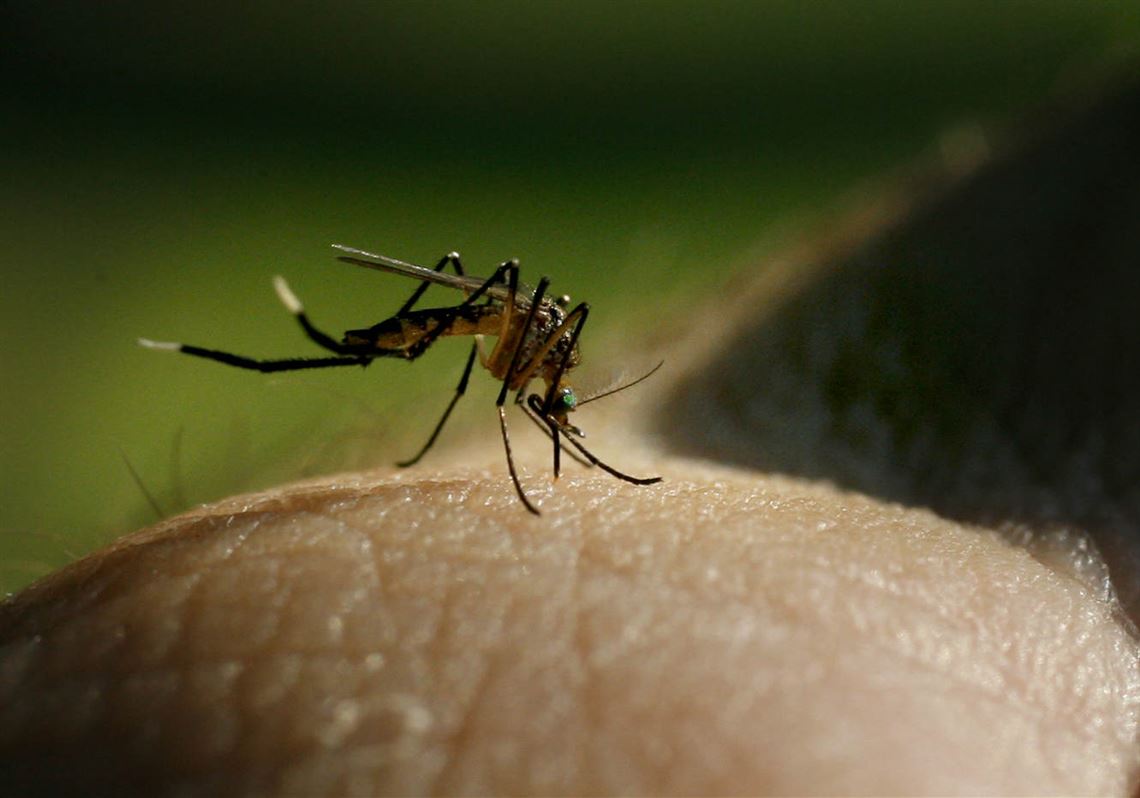 Mosquito pool in Wood County tests positive for West Nile virus | The Blade