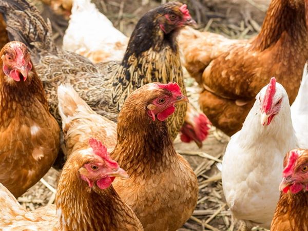 Ban lifted on exhibiting poultry at Michigan fairs