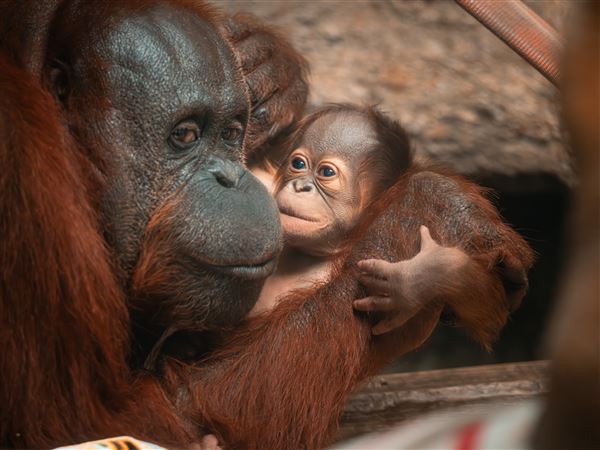 Toledo Zoo welcomes baby orangutan