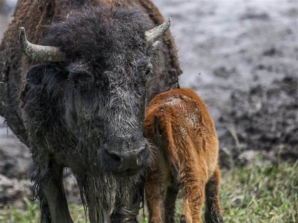 Brown thunder: Bison and people learn from the Wild Winds