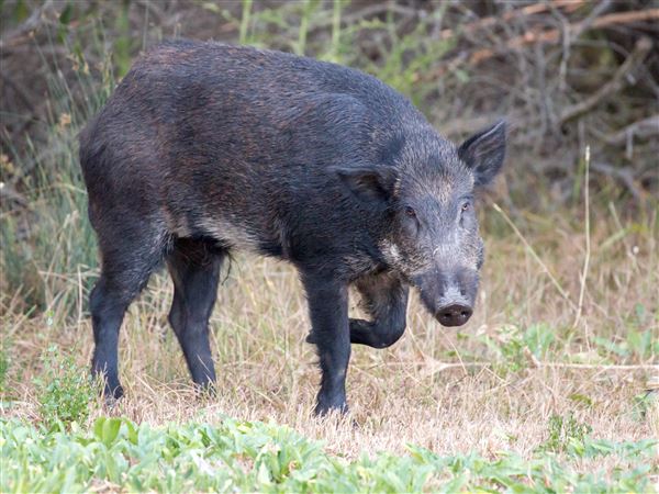 Outdoors: Bill headed to Senate over feral swine