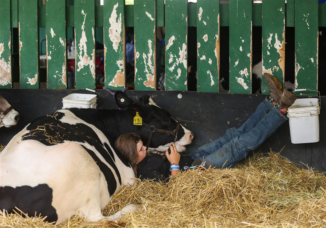 County fairs take heed as H5N1 detected in 26th cow herd in Michigan | The  Blade