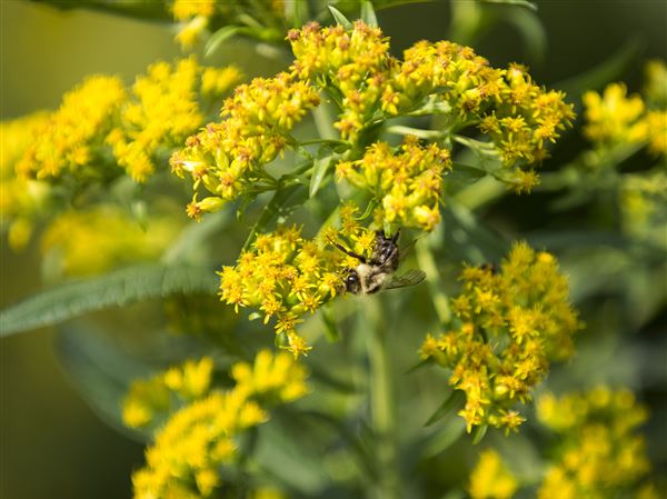 Stone: Late summer shines with goldenrods